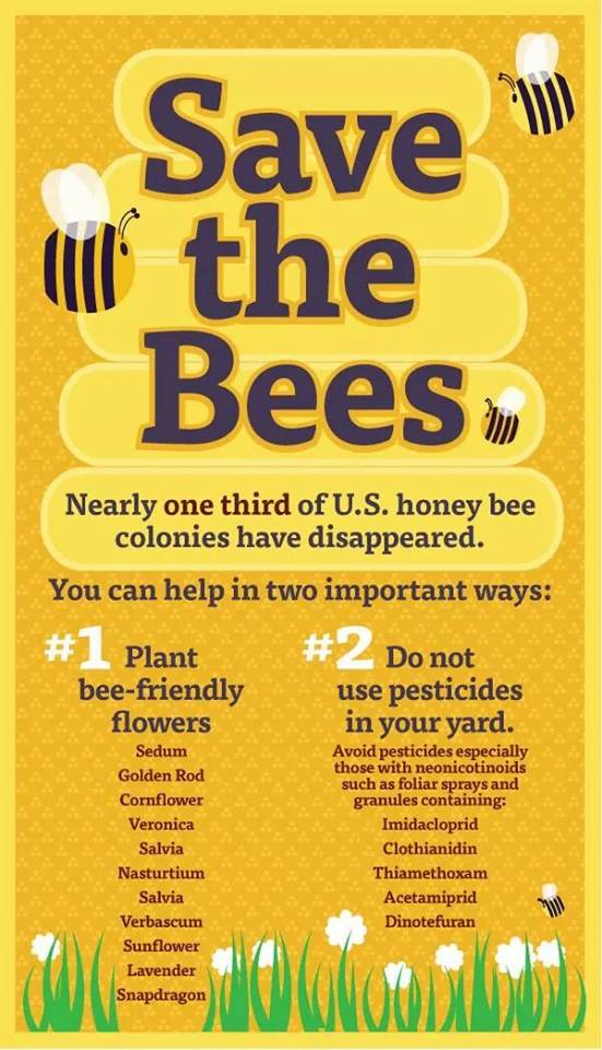 Help Save the Honeybees!